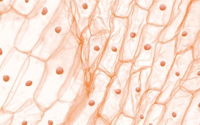 L’importance du microbiote cutané