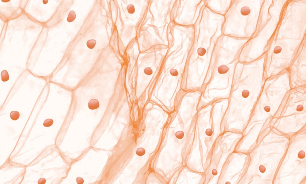 L&rsquo;importance du microbiote cutané