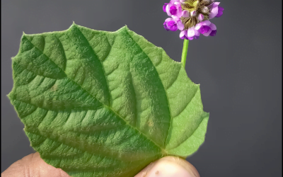 Le Bakuchiol : Une alternative naturelle au rétinol